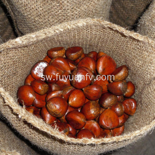 Mavuno chestnut safi kutoka Dandong kwa bei nzuri